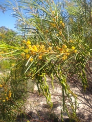 Acacia calamifolia