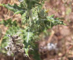Cirsium ochrocentrum martinii