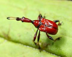 Centrocorynus scutellaris