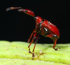 Centrocorynus scutellaris