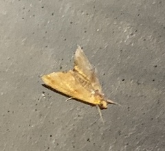 Glaphyria glaphyralis