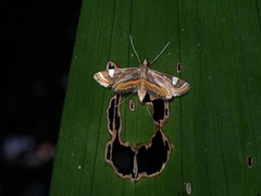 Strepsinoma croesusalis