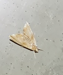 Glaphyria glaphyralis