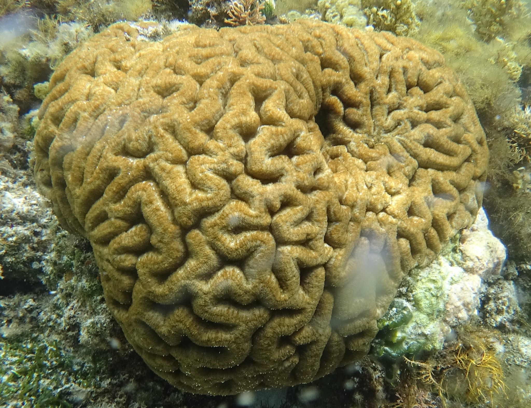 Brain Coral, Lobophyllia recta (Dana, 1846)