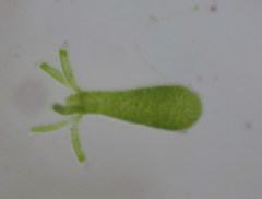 Hydra viridissima