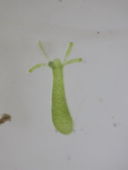 Hydra viridissima