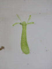 Hydra viridissima