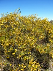 Acacia calamifolia