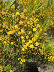 Acacia calamifolia