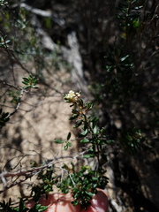 Cryptandra tomentosa