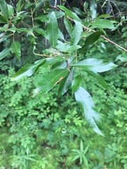 Salix arbusculoides