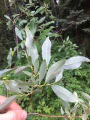 Salix arbusculoides
