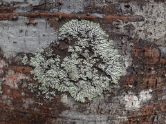 Menegazzia neozelandica