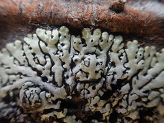 Menegazzia neozelandica