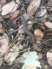 Elgaria coerulea palmeri