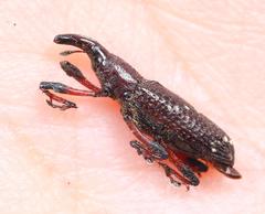 Peribleptus scalptus