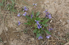 Viola prionantha