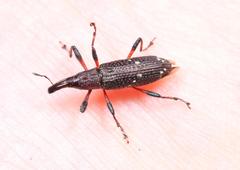 Peribleptus scalptus