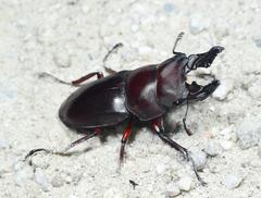 Prosopocoilus spencei