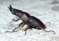 Prosopocoilus spencei