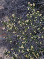 Cryptandra tomentosa