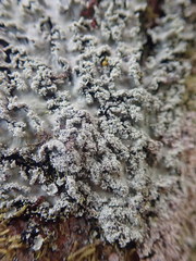 Pannaria leproloma