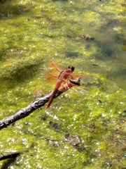 Libellula saturata