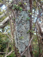 Pannaria allorhiza