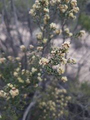 Cryptandra tomentosa