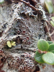 Pannaria allorhiza