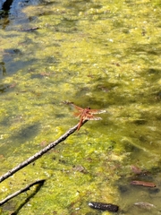 Libellula saturata