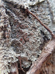 Pannaria allorhiza