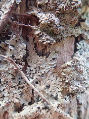 Pannaria allorhiza