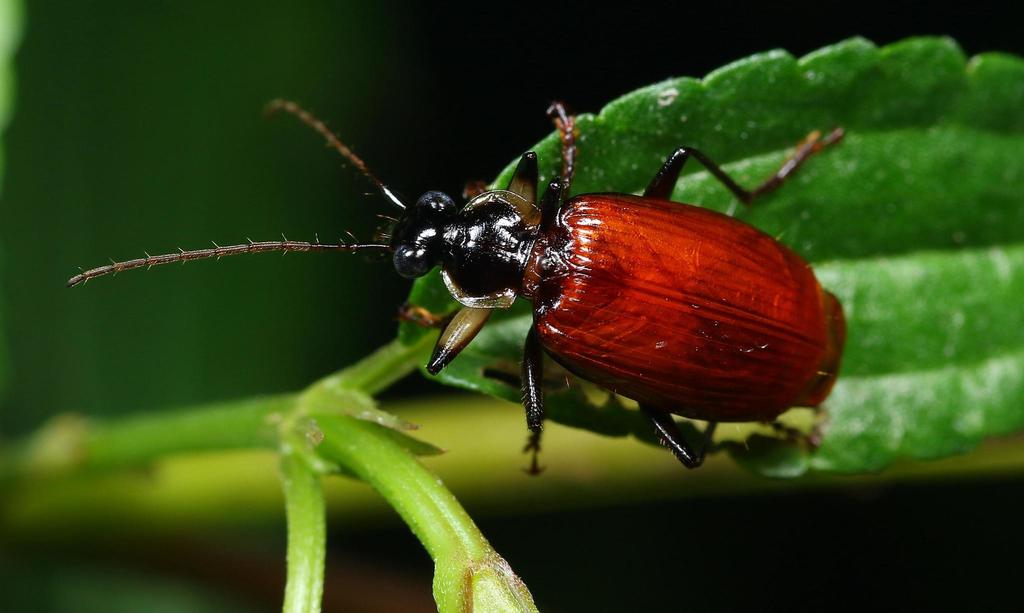 Scalidion