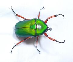 Trigonophorus nepalensis