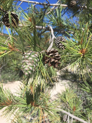 Chihuahuan pine (Pinus leiophylla)
