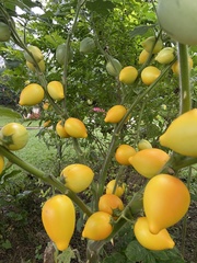 Solanum mammosum