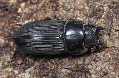 Dorcus tityus
