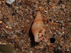 Pisania unicolor