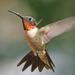 Ruby-throated Hummingbird - Photo (c) fiddleman, some rights reserved (CC BY-NC), uploaded by fiddleman
