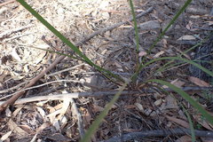 Lomandra multiflora multiflora