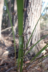 Lomandra multiflora multiflora