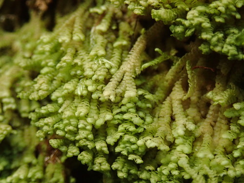 Radula plicata