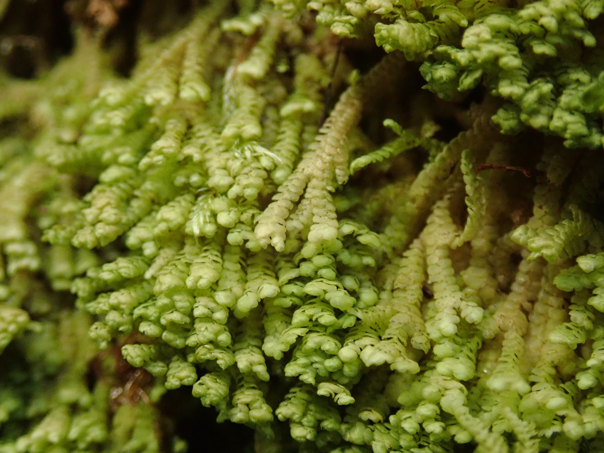 Radula plicata