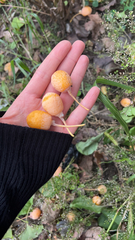 Ginkgo biloba