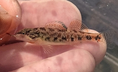 Etheostoma spectabile