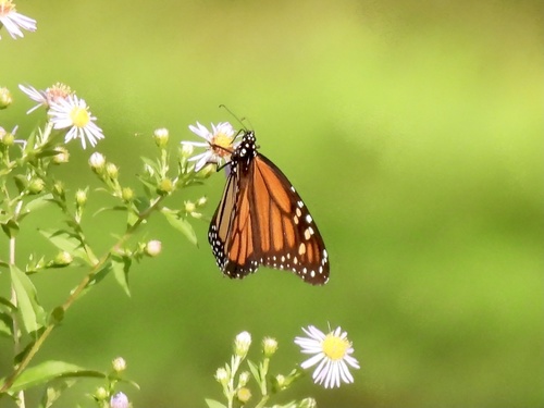 Monarch photographed in Georgia