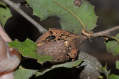 Dryocosmus asymmetricus