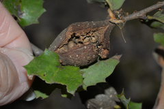 Dryocosmus asymmetricus