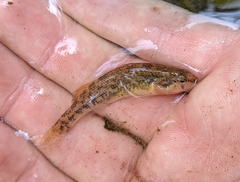 Etheostoma tecumsehi